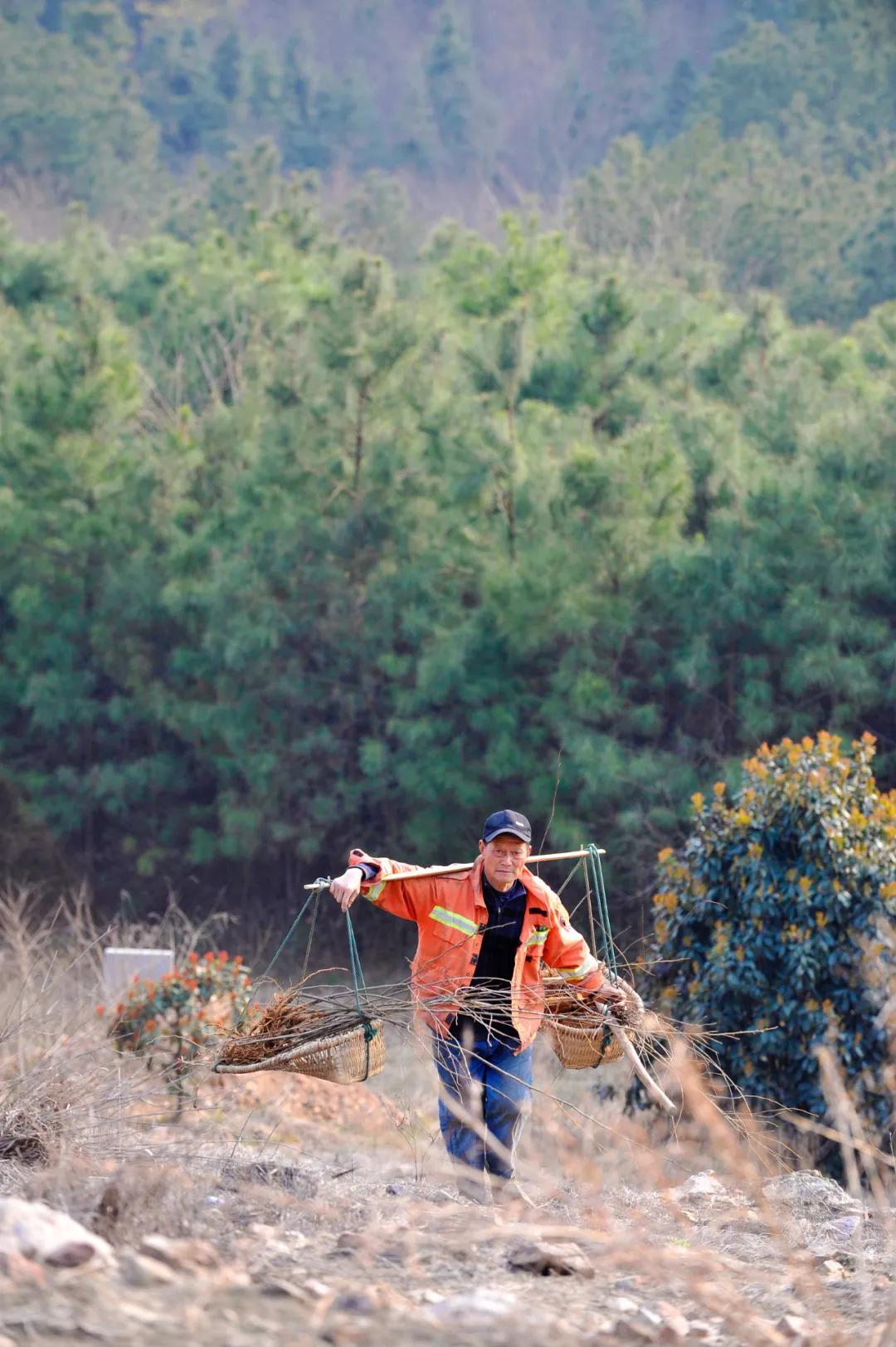 中国植树造林成果国外有什么看法,植树造林改造沙漠