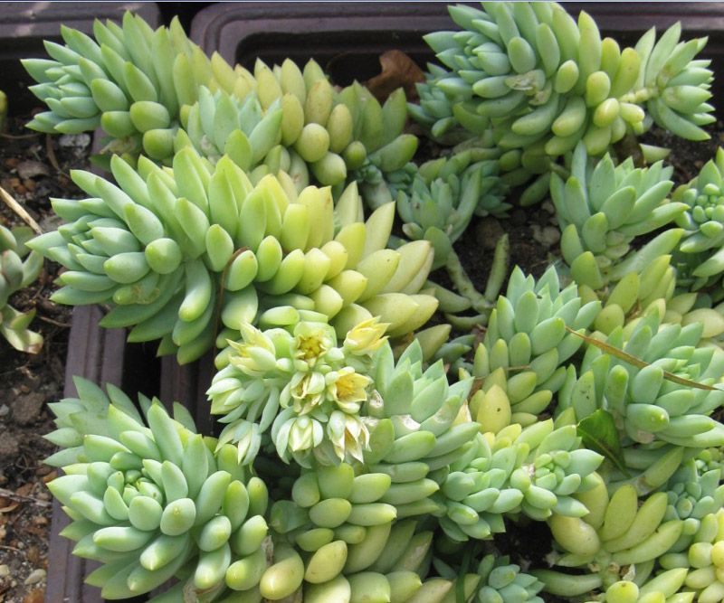 住楼房怎么露养多肉,室内阳台养多肉的方法