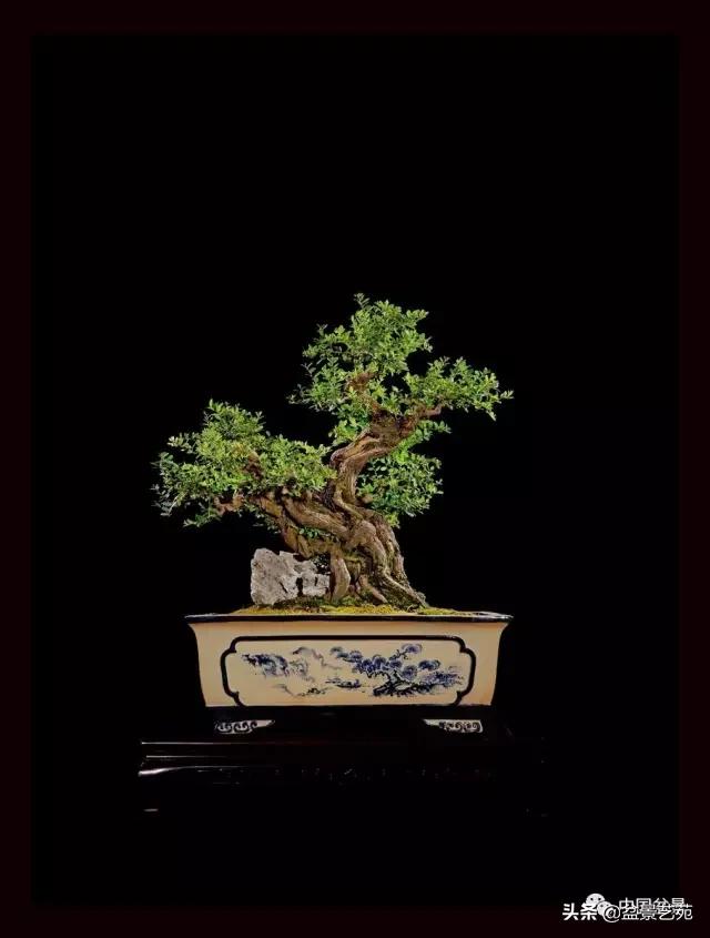 玩盆景必备栽种知识,观赏盆景的意境