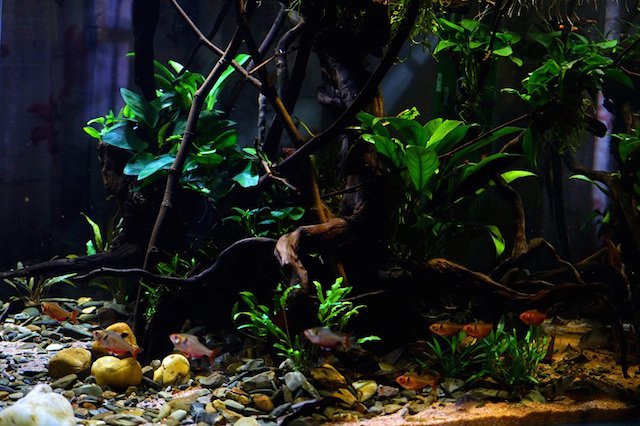 南美水族论坛推荐,南美水草造景论坛