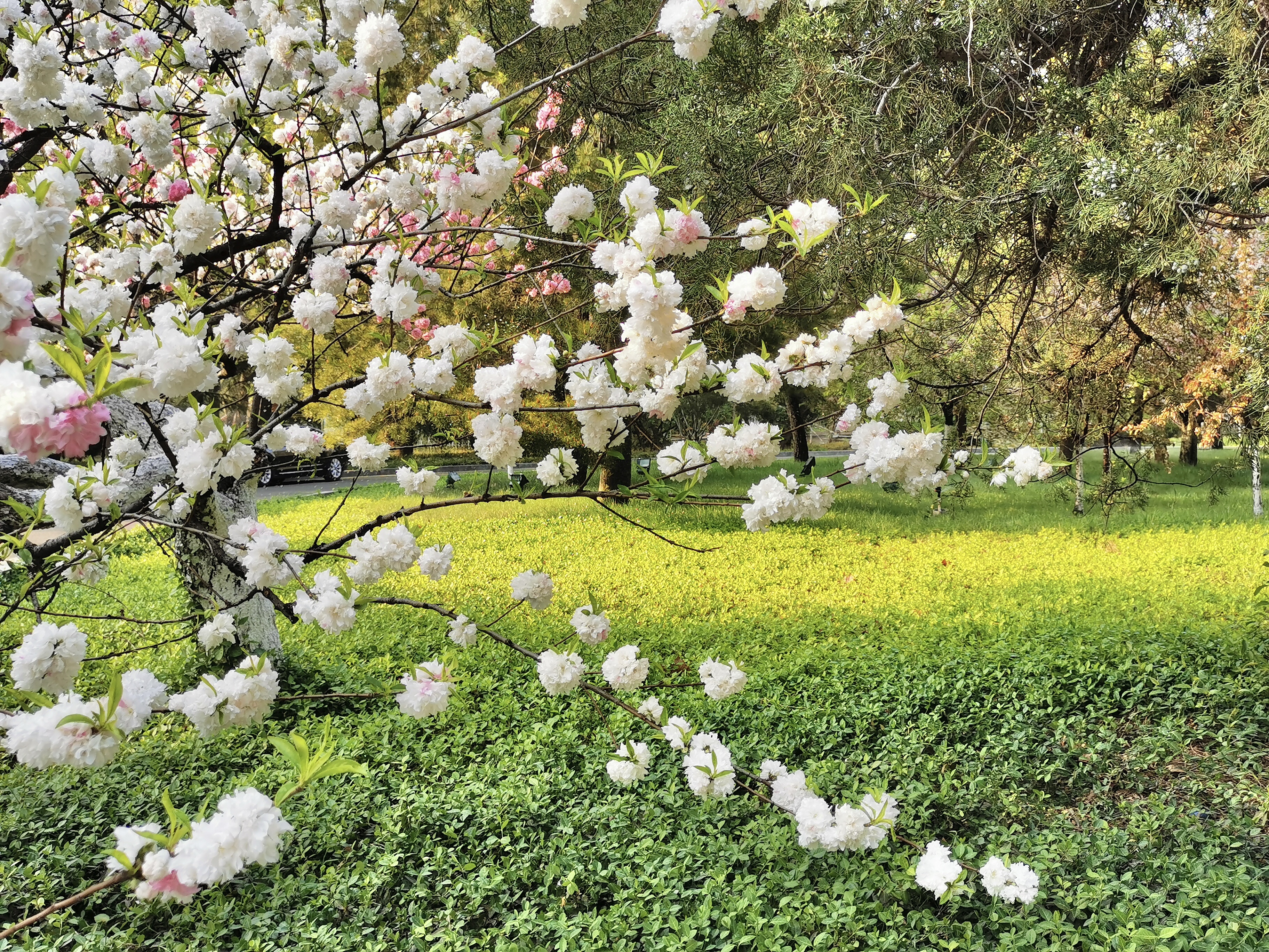 南郊美美,南郊宾馆的风景