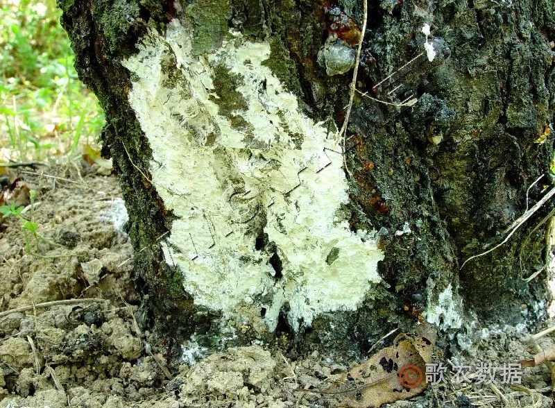 桃树叶片发黄常见原因及解决措施