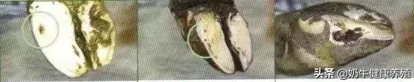 奶牛腐蹄病最快治疗方法,奶牛常见蹄病的预防和治疗