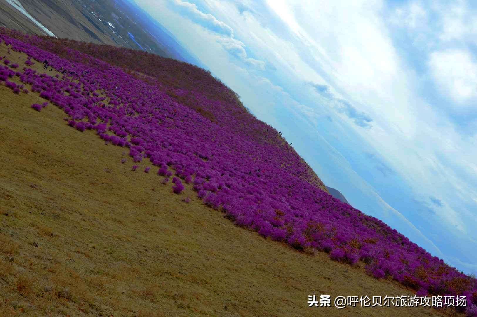 游呼伦贝尔大草原作文游览顺序,呼伦贝尔大草原游览视频