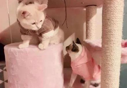 盘点那些甜甜的猫狗cp,猫狗cp高甜