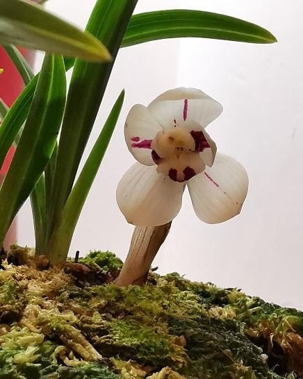 惠水第29届兰博会兰花获奖图片,惠水国际兰花展