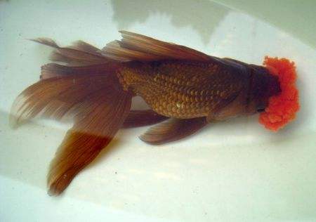 各种金鱼的特点都是什么,品种繁多的金鱼是由什么决定的