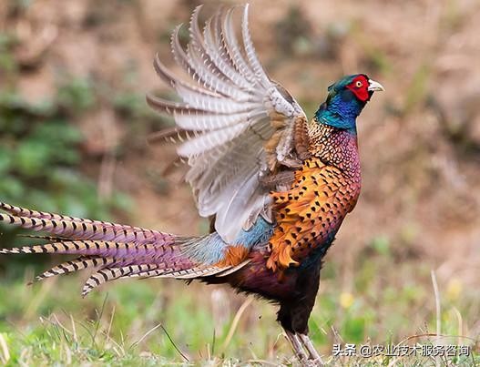 山鸡养殖存在问题,山鸡散养问题