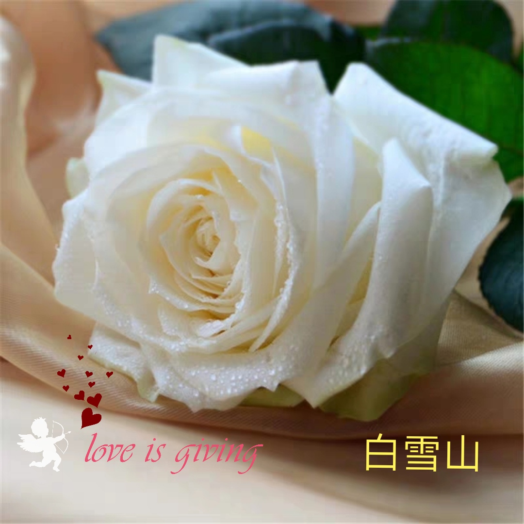 切花火焰月季,适合新手的切花月季