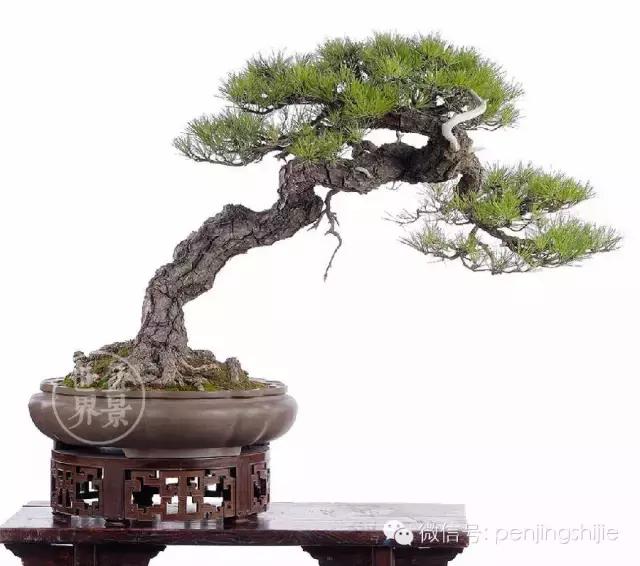 松树盆景经典大片,大斜杆式盆景得金奖作品松树