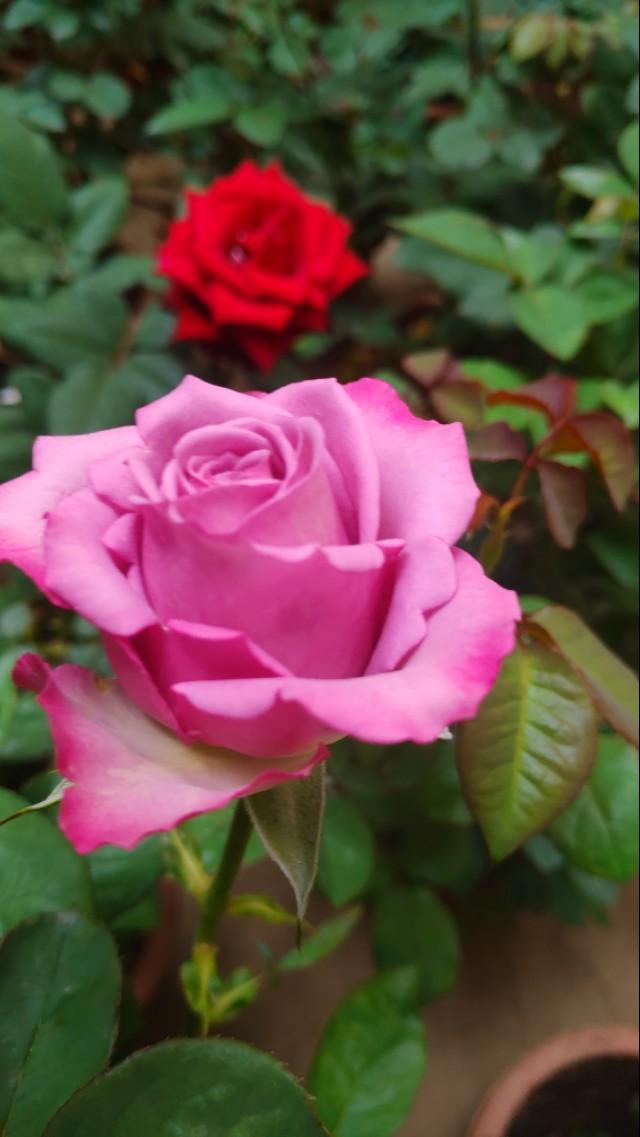 怎么种玫瑰花一年四季都有开花,玫瑰花怎么种可以一年四季都有