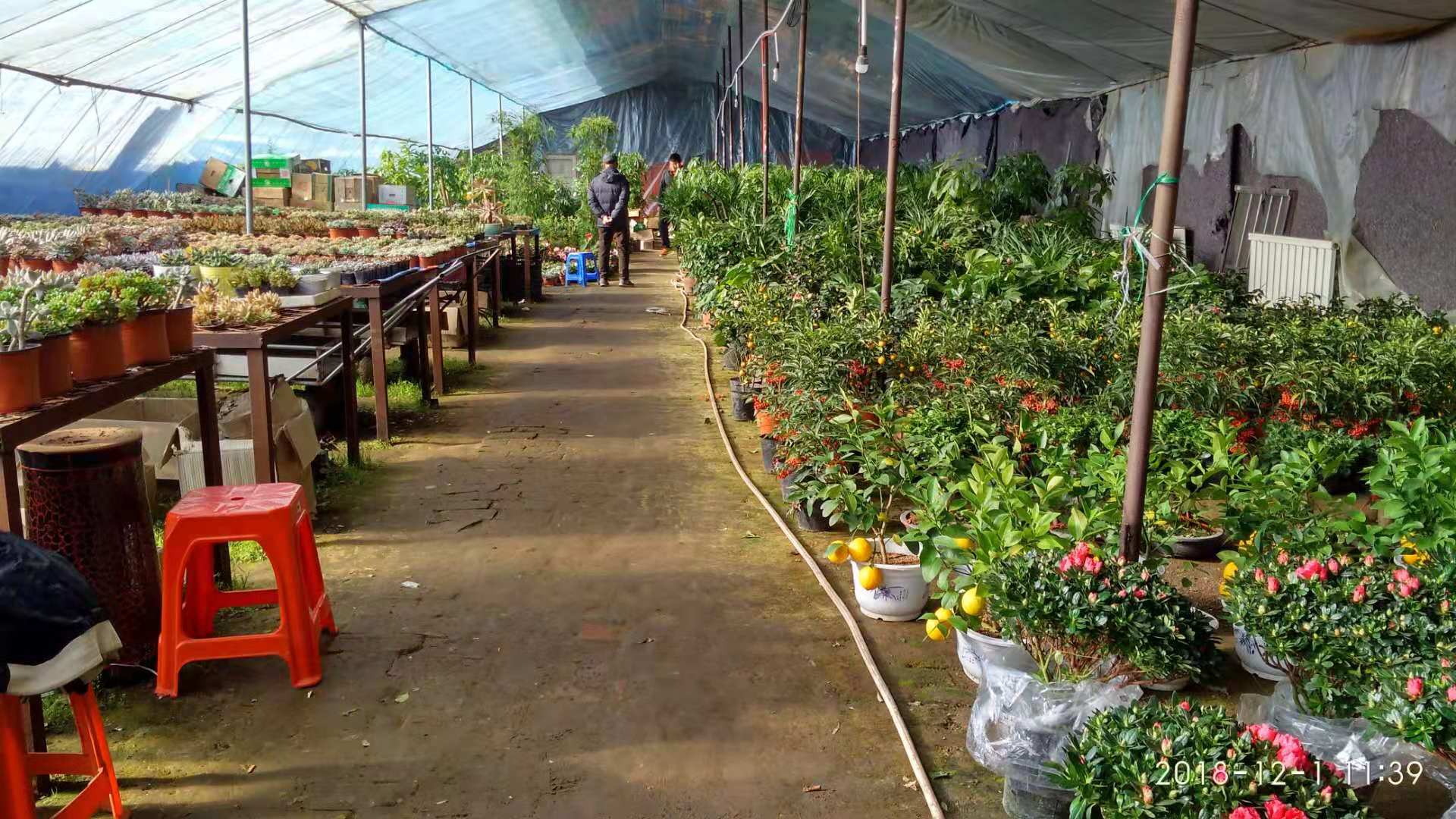 沈阳花卉市场扔花的地方,沈阳花卉市场