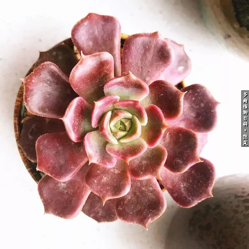 顺风不浪逆风不怂文字图片,顺风不飘逆风不怂绝境不慌