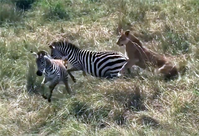 母狮抓住小斑马老斑马见死不救,母狮独自将斑马赶进狮群包围圈