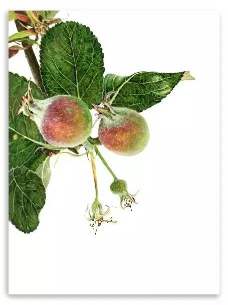 超写实绘画真实吗,超写实的植物绘画