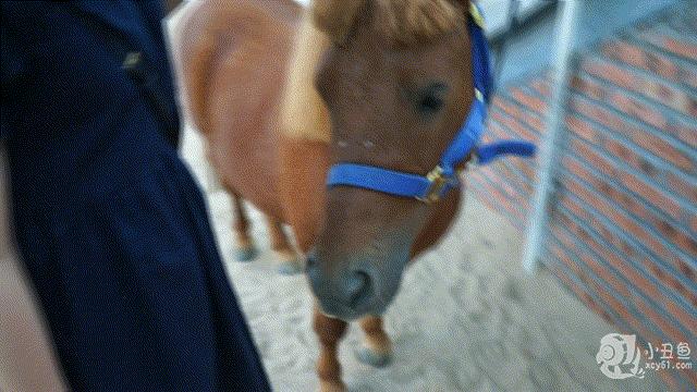 儿童玩的遛娃好去处,有动物的溜娃好去处