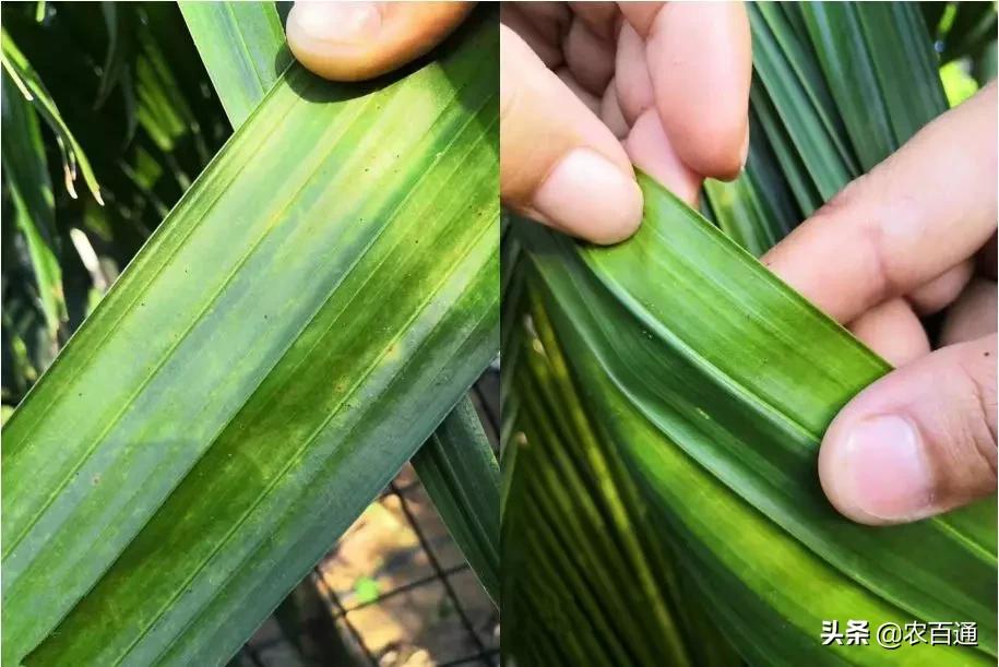 槟榔病虫害管理用药,海南槟榔5月份的病虫害管理