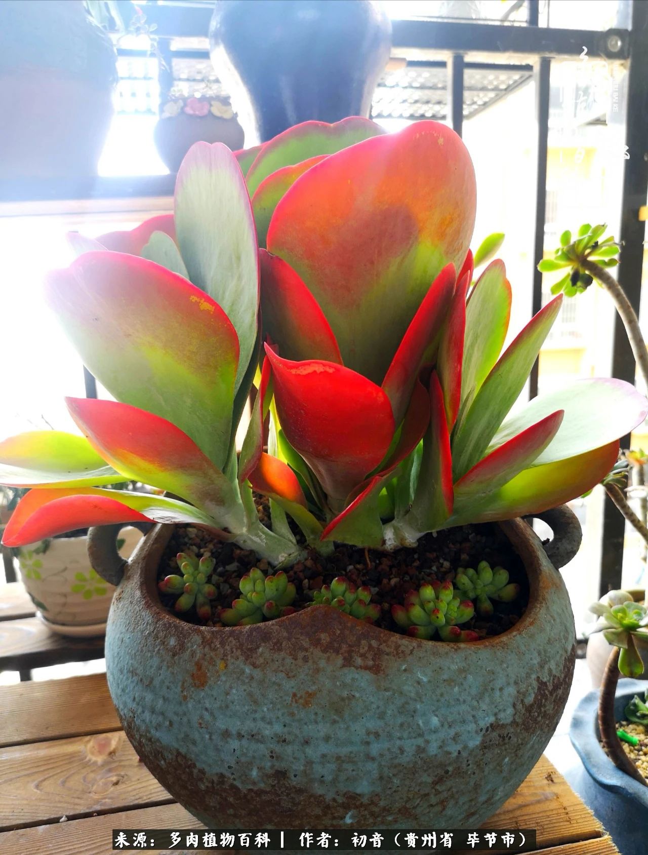 和多肉共度美好时光,与多肉一起成长