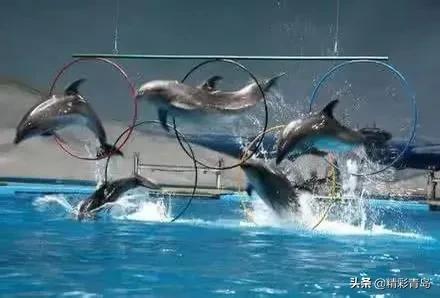 青岛极地海洋公园水母馆,青岛极地海洋公园门票