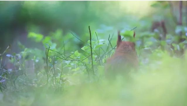 葬礼当天，她成为了四个孩子的“后妈”，网友：这是童话故事吧