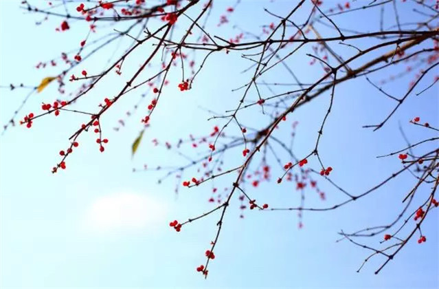 以杨柳来表达依依惜别的诗句,关于柳枝依依惜别诗句