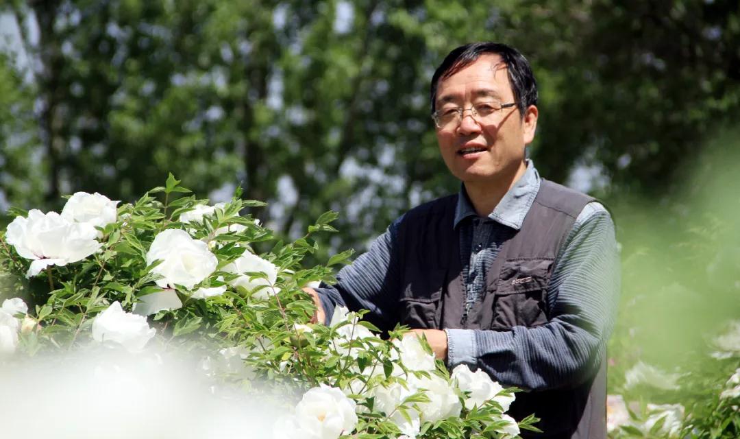 牡丹有哪些新品种,牡丹怎样培育新品种视频讲解