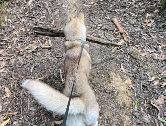 哈士奇和野兽打架,哈士奇和各个动物打架