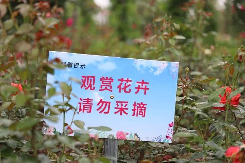 台州蔷薇花海,台州花木城花海