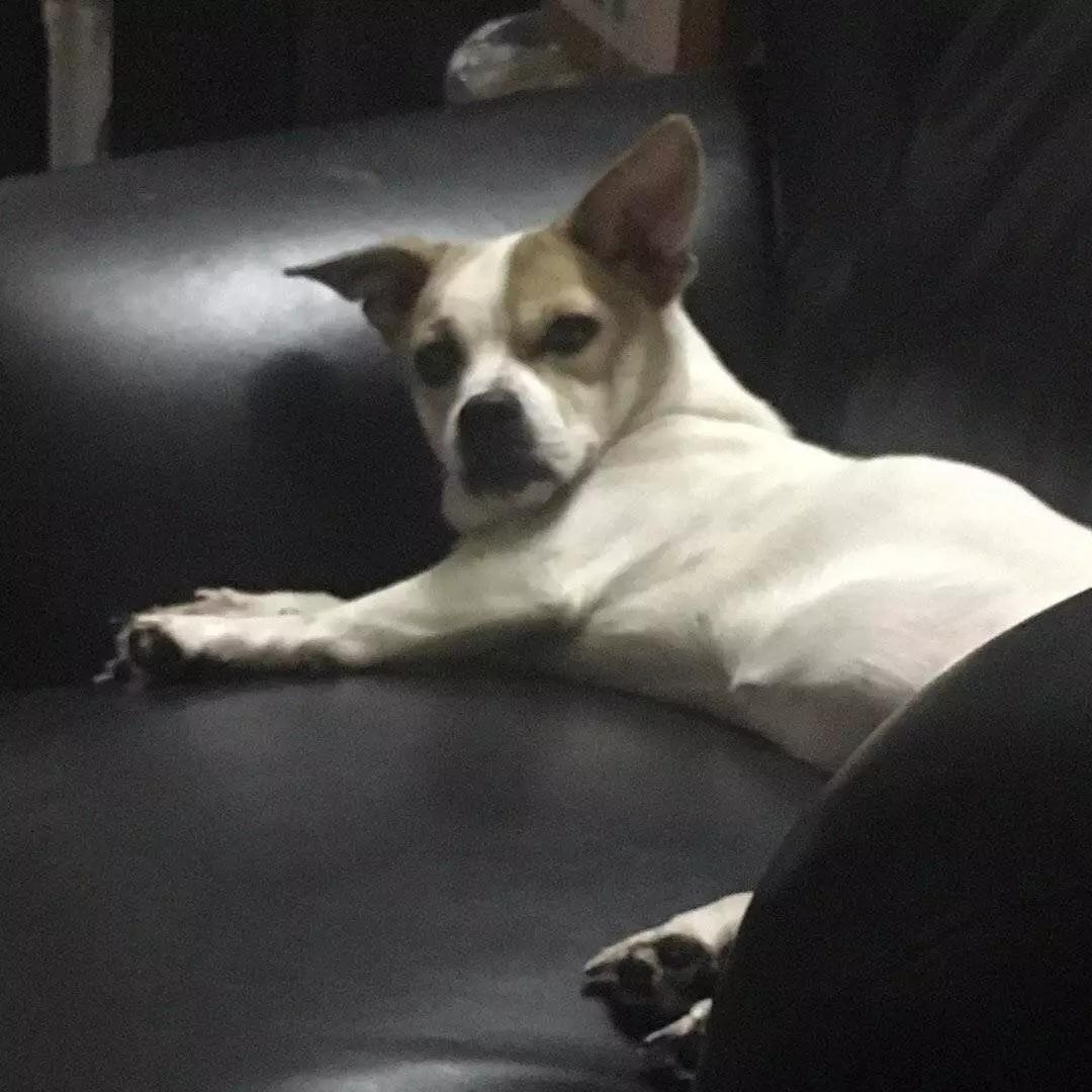 铲屎的都是因为啥和狗吵架，原谅我笑出了声