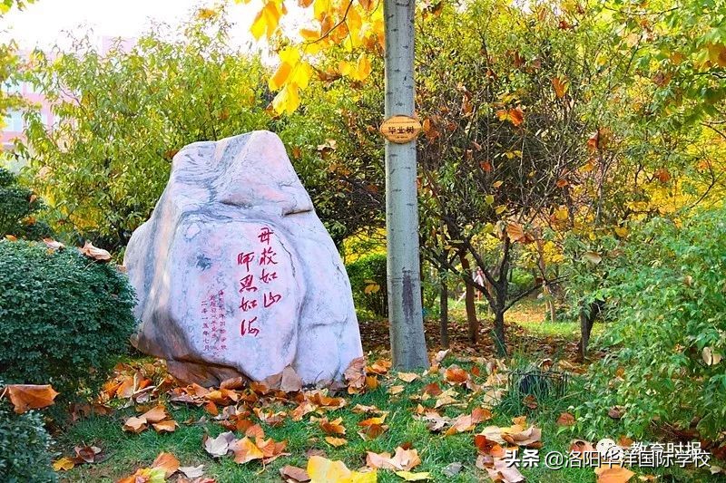 娲涢槼鍗庢磱鍥介檯瀛︽牎2021鎷涚敓璁″垝,娲涢槼鍗庢磱鍥介檯瀛︽牎2022骞磋繍鍔ㄤ細