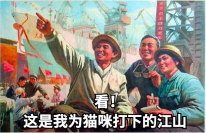 祺鑫养猫实录,穷人养猫实录