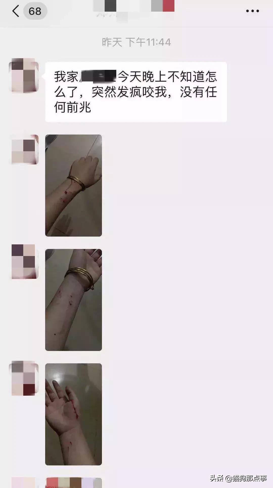 养了5年的猫居然让我丢掉,养了五年的猫很想把它扔了