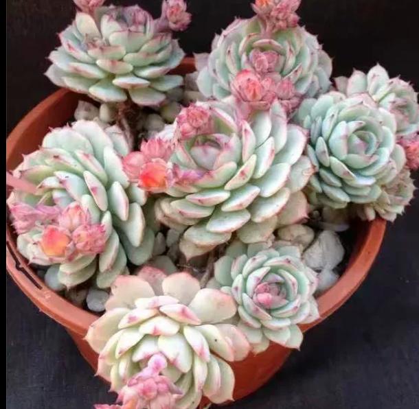多肉养出状态来有多美?这102种多肉控养上色之后美呆了