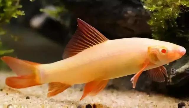 观赏鱼种类大全,观赏鱼鲨鱼的种类