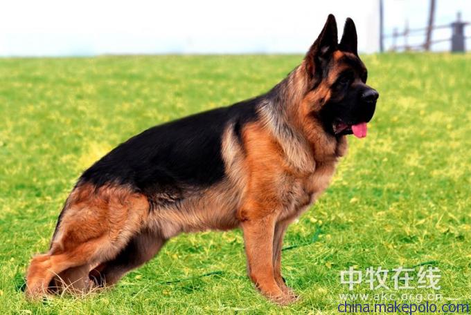 狼犬的故事,狼犬一般有多高