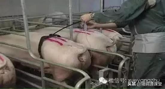 如何快速的找到人工授精的方法,人工授精的方法和步骤图