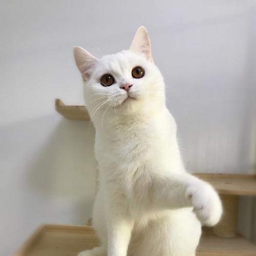 喵喵喵英语版,蓝白猫英短叫什么名字