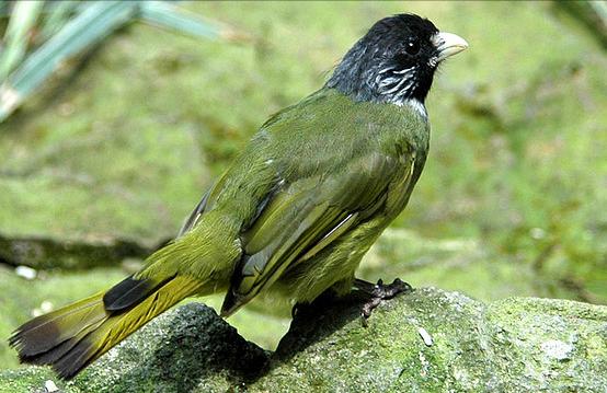 东江揽胜,惠州淡水常见鸟类图谱