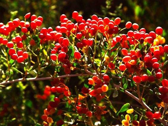 吃什么食物可以滋养卵巢子宫,滋养子宫的饮食