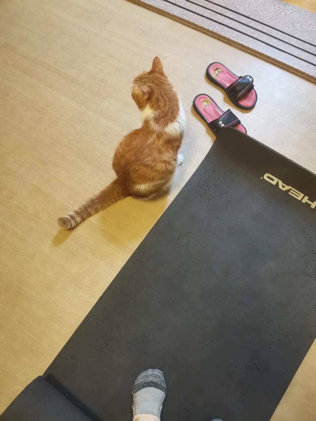 大橘猫和主人被骚扰,橘猫被主人骚扰