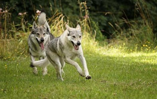 像狼的狗狗,同样是狗狗哈士奇为啥和狼像