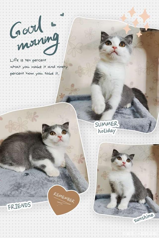 入手猫咪的渠道,如何才能获得猫咪