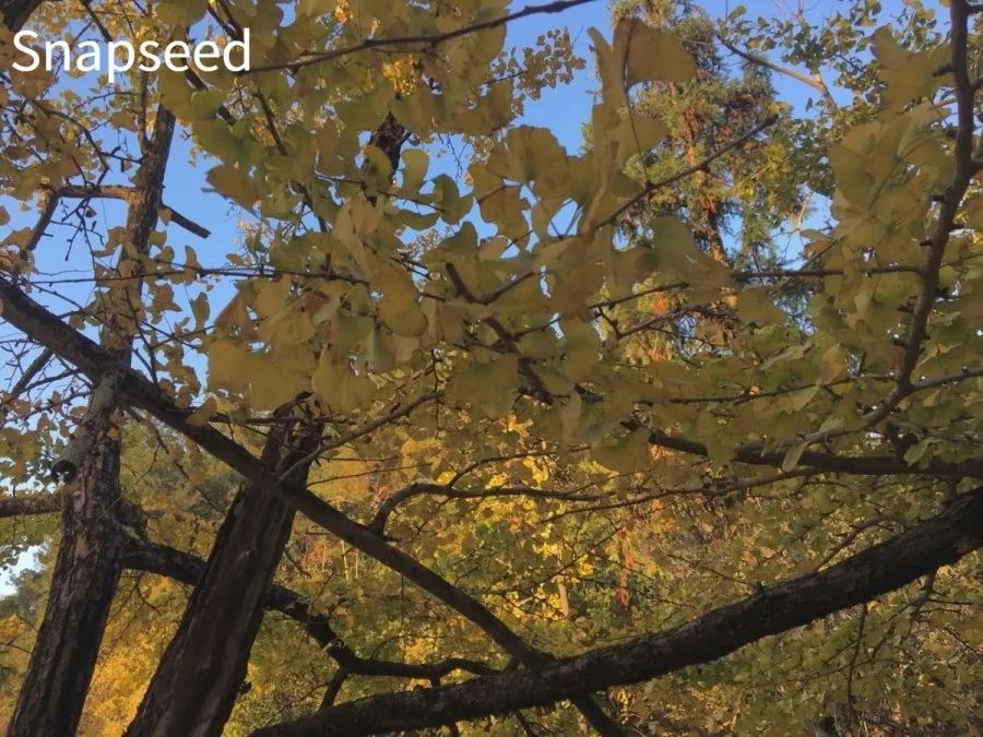 iphone原相机拍照磨皮修图,iphone好用的拍照修图软件