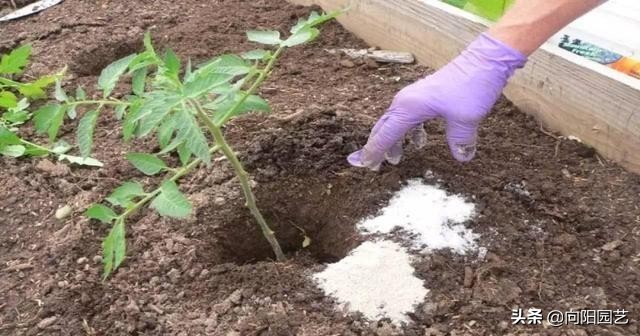 有根的植物可用生根剂吗,想要植物长得快