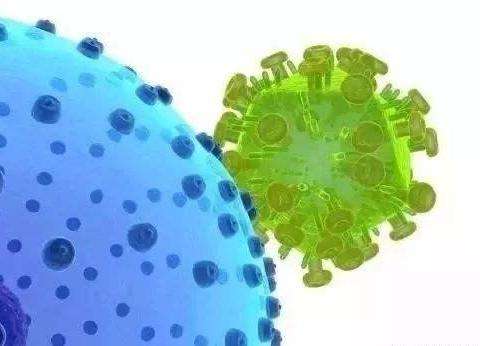 产房小猪咳喘,大概率是蓝耳,养殖户如何诊断并针对性防控呢?