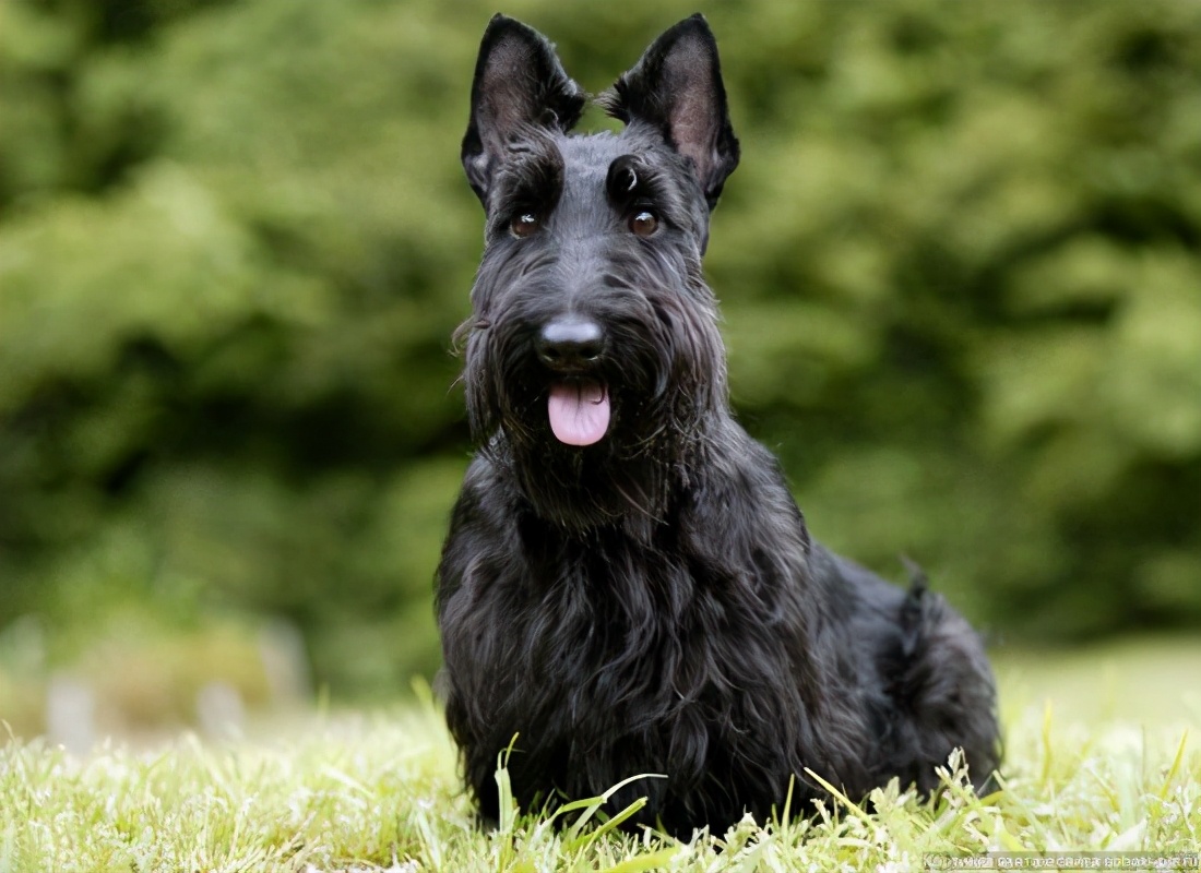 世界上十大最美丽的狗品种,世界上最好看的10种狗动物