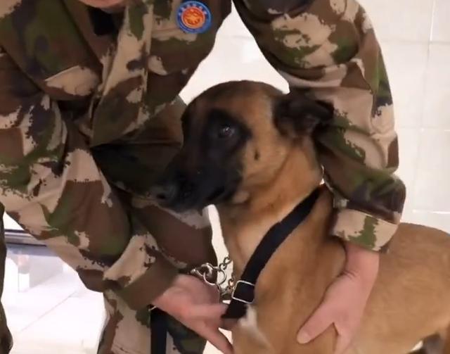 搜救犬打疫苗搞笑视频,搜救犬看医生视频