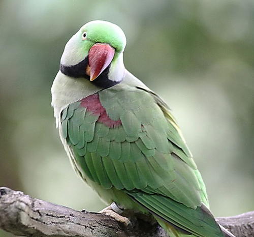 怎么给亚历山大鹦鹉办证,养殖亚历山大鹦鹉犯法吗