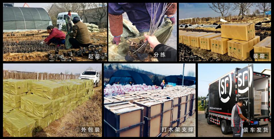 北美冬青耐阴么,北美冬青为什么这么贵