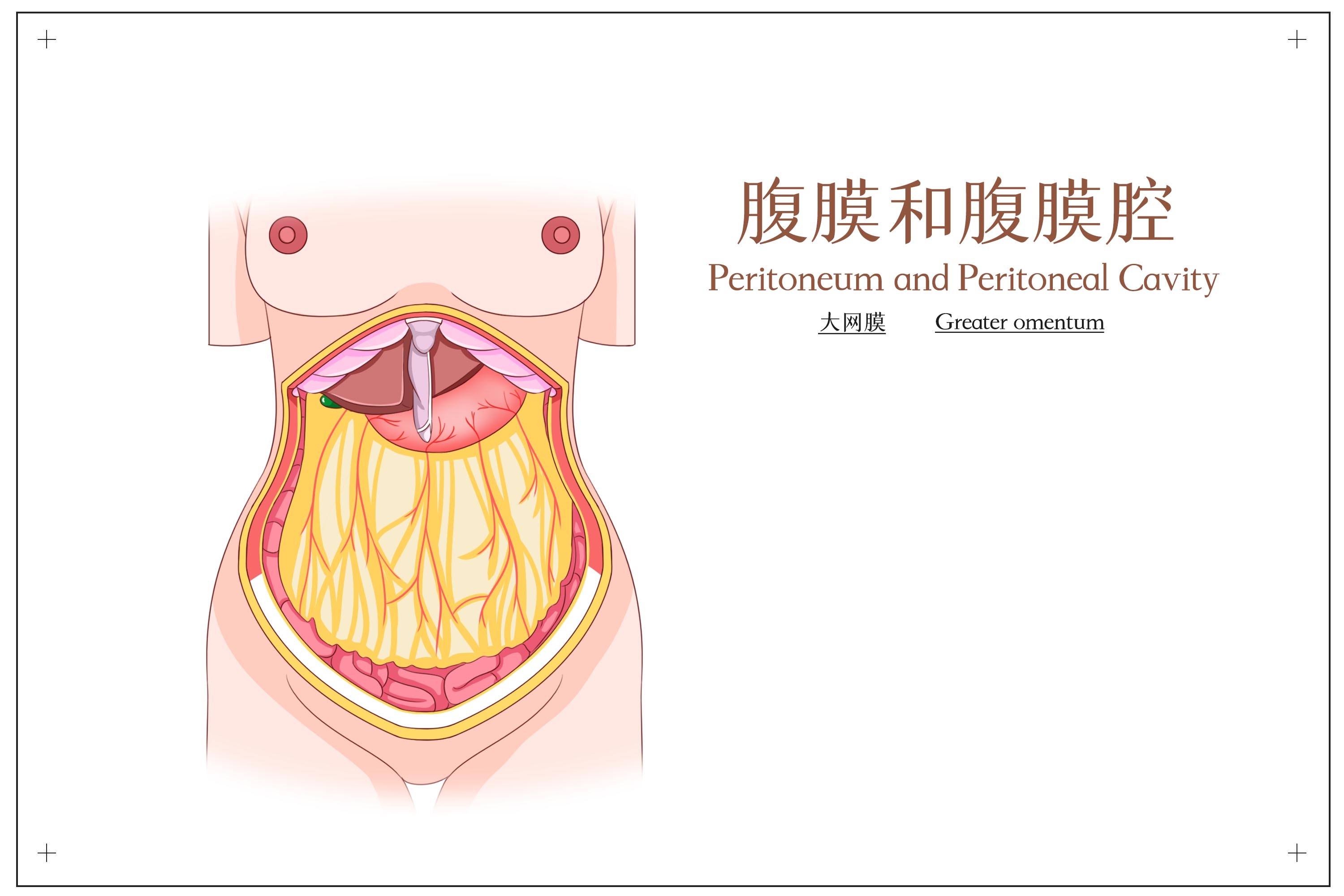 疤痕下筋膜粘连,手术处疤痕下方粘连